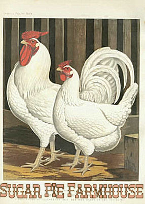 300px-dorking_chicken1 300px-dorking_chicken1