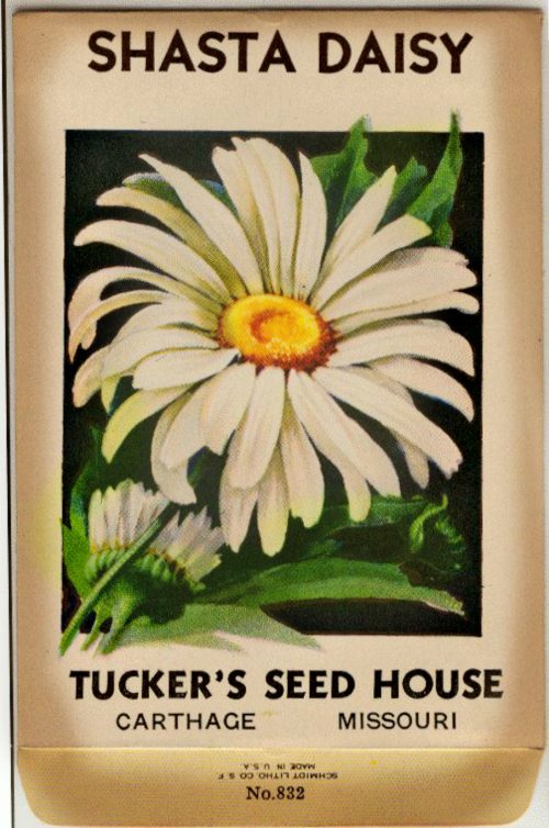 **daisy seed packet**