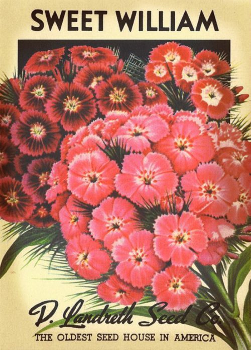 **sweet william**