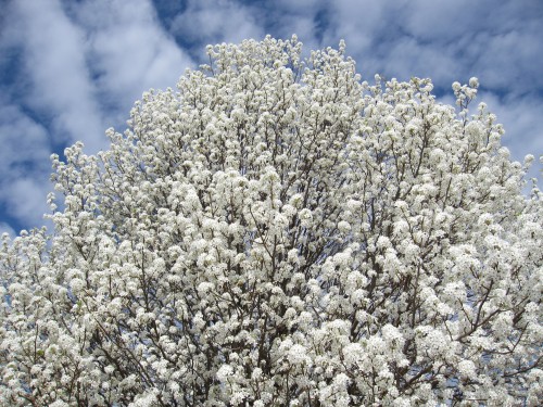 Cherry Blossoms