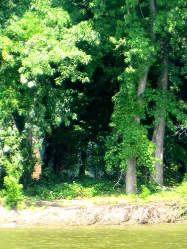 bank-of-the-mississippi