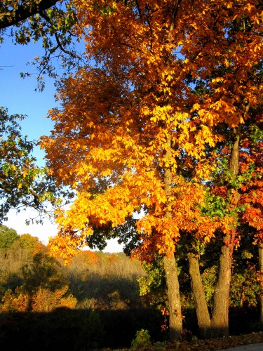autumn1