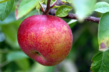 apple20on20tree20cu1