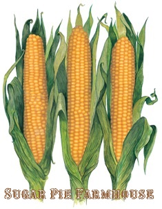corn2