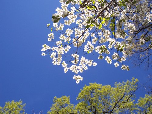 trees_dogwood_flowers_677424_l1