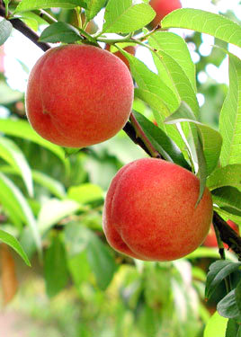 peaches