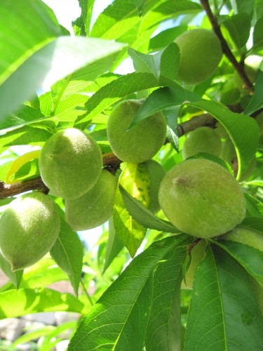 peachtree