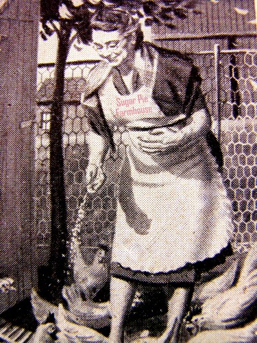 feedingchickens
