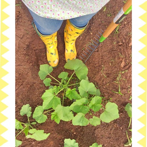 chicken boots in the pumpkin patch